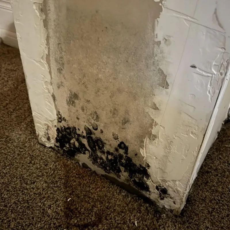 Professional Mold Removal in New Haven, CT